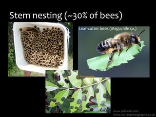 Stem nesting bees
www.agf.gov.bc.ca
T. Stoehr
• Mason bees (Osmia sp.)
 