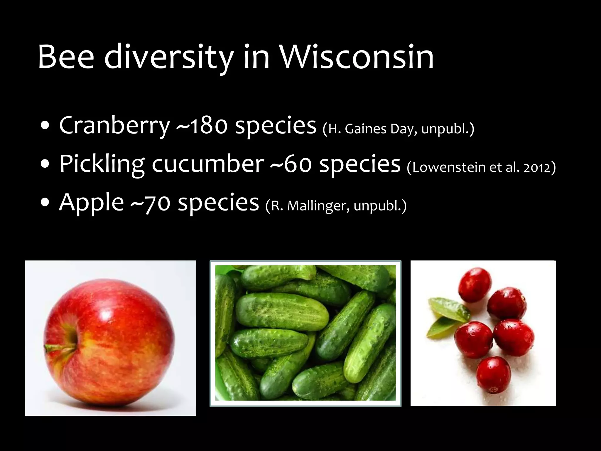 Bee diversity in Wisconsin
• Cranberry ~180 species (H. Gaines Day, unpubl.)
• Pickling cucumber ~60 species (Lowenstein et al. 2012)
• Apple ~70 species (R. Mallinger, unpubl.)
 