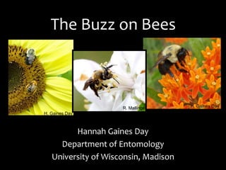 The Buzz on Bees
Hannah Gaines Day
Department of Entomology
University of Wisconsin, Madison
H. Gaines Day
H. Gaines DayR. Mallinger
 