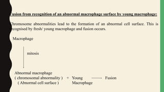 Fusion from recognition of an abnormal macrophage surface by young macrophage:
Chromosome abnormalities lead to the formation of an abnormal cell surface. This is
recognised by fresh/ young macrophage and fusion occurs.
Macrophage
mitosis
Abnormal macrophage
( chromosomal abnormality ) + Young Fusion
( Abnormal cell surface ) Macrophage
 