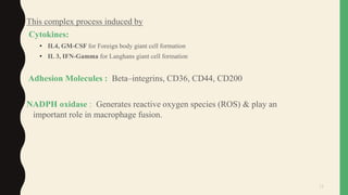 This complex process induced by
Cytokines:
• IL4, GM-CSF for Foreign body giant cell formation
• IL 3, IFN-Gamma for Langhans giant cell formation
Adhesion Molecules : Beta–integrins, CD36, CD44, CD200
NADPH oxidase : Generates reactive oxygen species (ROS) & play an
important role in macrophage fusion.
13
 