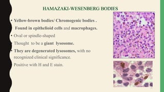 • Yellow-brown bodies/ Chromogenic bodies .
• Found in epithelioid cells and macrophages.
• Oval or spindle-shaped
• Thought to be a giant lysosome.
• They are degenerated lysosomes, with no
recognized clinical significance.
• Positive with H and E stain.
36
 