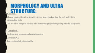 MORPHOLOGY AND ULTRA
STRUCTURE:A) Cell wall :
• Mature giant cell wall is from five to ten times thicker than the cell wall of the
surrounding cells
• Cell wall has irregular surface with numerous projections jutting into the cytoplasm.
B) Cytoplasm :
• Its dense and granular and contain protein
• Contain RNA
• Traces of carbohydrate and fat.
 
