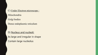C) Under Electron microscope :
Mitochondria
Golgi bodies
Dense endoplasmic reticulum
D) Nucleus and nucleoli:
Its large and irregular in shape
Contain large nucleolus
 