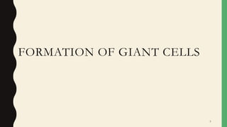 FORMATION OF GIANT CELLS
8
 