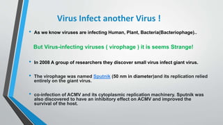 Virus Infect another Virus !
• As we know viruses are infecting Human, Plant, Bacteria(Bacteriophage)..
But Virus-infecting viruses ( virophage ) it is seems Strange!
• In 2008 A group of researchers they discover small virus infect giant virus.
• The virophage was named Sputnik (50 nm in diameter)and its replication relied
entirely on the giant virus.
• co-infection of ACMV and its cytoplasmic replication machinery. Sputnik was
also discovered to have an inhibitory effect on ACMV and improved the
survival of the host.
 