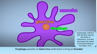 Virophage parasites on Giant virus while Giant is living on Amoeba!
Surprisingly, infection
with Sputnik reduces
the yields of
mamavirus, and also
decreases the extent
of amoebal killing by
the larger virus.
 