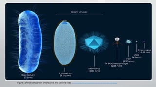 Figure 1 shows comparison among viral and bacteria sizes .Giant Viruses May Play an Intriguing Role in Evolution of Life on Earth | Lab Manager
 