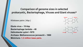 Comparison of genome sizes in selected
prokaryotic, Bacteriophage,Viruses and Giant viruses*
Kilobase pairs ( kbp )
Ebola virus – 19 kbp
Bacteriophage lambda – 48
Helicobacter pylori -1670
Archaea- Methanococcus jannaschi – 1660
Mimiviurs- 1.2 million base pairs.
 