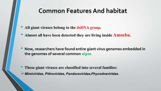 Common Features And habitat
• All giant viruses belong to the dsDNA group.
• Almost all have been detected they are living inside Amoeba.
• Now, researchers have found entire giant virus genomes embedded in
the genomes of several common algae.
• These giant viruses are classified into several families:
Mimiviridae, Pithoviridae, Pandoraviridae,Phycodnaviridae.
 