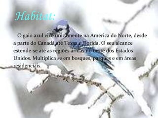 Gaio Azul	O gaio azul é membro da família dos corvos, deorigem da América do Norte. É uma espécie,agressiva e omnívora. 