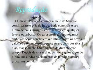 Alimentação:Come de quase todo o tipo de alimentos que consegueobter, tal como sementes, grão, frutas, bagas, insectos, pão,ovos, carne,… . Um dos seus alimentos preferidos éa bolota.