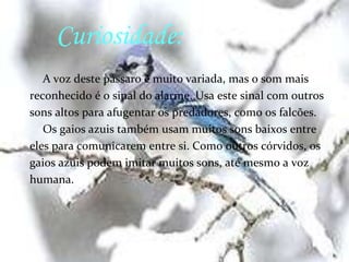 Habitat:   O gaio azul vive unicamente na América do Norte, desdea parte do Canadá até Texas e Florida. O seu alcanceestende-se até as regiões áridas no oeste dos EstadosUnidos. Multiplica se em bosques, parques e em áreasresidenciais.