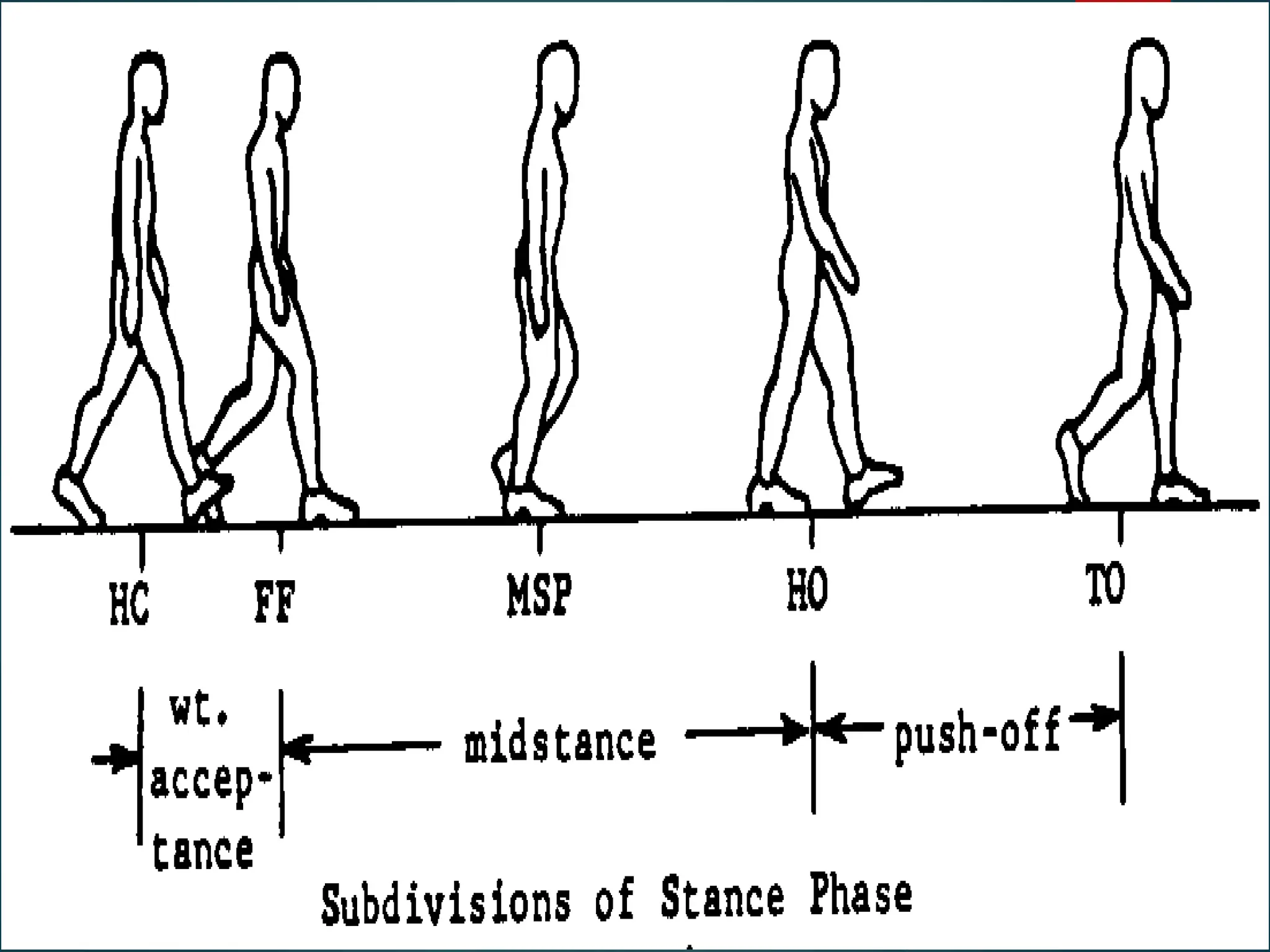 gait cycle gait kinematic and pathological gait.pptx