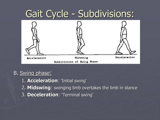 Gait Cycle - Subdivisions:
B. Swing phase:
1. Acceleration: ‘Initial swing’
2. Midswing: swinging limb overtakes the limb ...