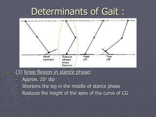 Determinants of Gait :
 (3) Knee flexion in stance phase:
 Approx. 20o dip
 Shortens the leg in the middle of stance ph...