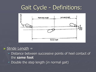 Gait Cycle - Definitions:
► Stride Length =
 Distance between successive points of heel contact of
the same foot
 Double...