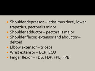  Shoulder depressor – latissimus dorsi, lower
trapezius, pectoralis minor
 Shoulder adductor – pectoralis major
 Shoulder flexor, extensor and abductor –
deltoid
 Elbow extensor – triceps
 Wrist extensor – ECR, ECU
 Finger flexor – FDS, FDP, FPL, FPB
 