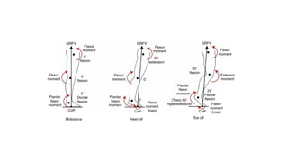 GAIT / GAIT CYCLE / PHASES OF GAIT / BIOMECHANICS | PPTX