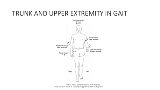GAIT / GAIT CYCLE / PHASES OF GAIT / BIOMECHANICS | PPTX