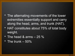 • The alternating movements of the lower
extremities essentially support and carry
along the head, arms, and trunk (HAT).
• HAT constitutes about 75% of total body
weight.
• The head & arms – 25 %
• The trunk – 50%
 