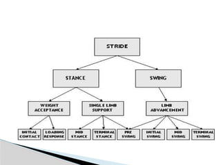 Kinetics and kinematics of gait cycle.pptx
