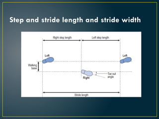 Gait-Biomechanics and its disorders.pptx