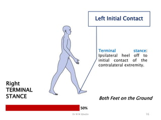 Dr M M Abedin 16
Right
TERMINAL
STANCE Both Feet on the Ground
Left Initial Contact
50%
Terminal stance:
Ipsilateral heel off to
initial contact of the
contralateral extremity.
 