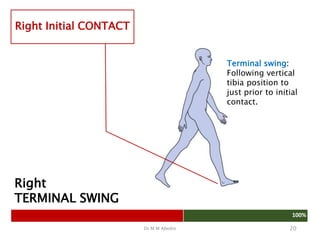Dr M M Abedin 20
Right
TERMINAL SWING
100%
Right Initial CONTACT
Terminal swing:
Following vertical
tibia position to
just prior to initial
contact.
 