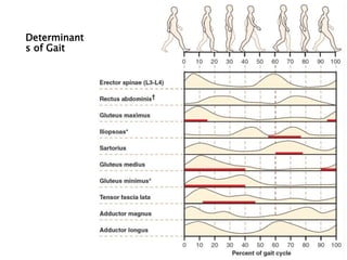 Dr M M Abedin
Determinant
s of Gait
30
 