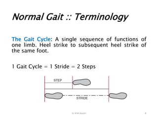 Dr M M Abedin
Normal Gait :: Terminology
The Gait Cycle: A single sequence of functions of
one limb. Heel strike to subsequent heel strike of
the same foot.
1 Gait Cycle = 1 Stride = 2 Steps
4
 