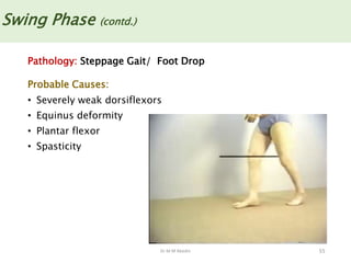 Dr M M Abedin 55
Swing Phase (contd.)
Pathology: Steppage Gait/ Foot Drop
Probable Causes:
• Severely weak dorsiflexors
• Equinus deformity
• Plantar flexor
• Spasticity
 