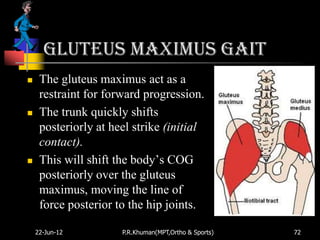 Gluteus maximus gait
    The gluteus maximus act as a
     restraint for forward progression.
    The trunk quickly shifts
     posteriorly at heel strike (initial
     contact).
    This will shift the body‟s COG
     posteriorly over the gluteus
     maximus, moving the line of
     force posterior to the hip joints.

    22-Jun-12         P.R.Khuman(MPT,Ortho & Sports)   72
 