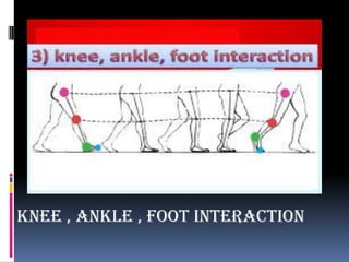 Knee , ankle , foot interaction
 