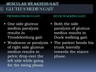 Muscular weakness gait
GLUTEUS MEDIUS GAIT
TRENDELENBURG’S GAIT: DUCK WALKING GAIT:
 One side gluteus
medius paralysis
results in
Trendelenburg gait.
 Weakness or paralysis
of right side gluteus
medius results in
pelvic drop over the
left side while going
for the swing phase.
 Both the side
paralysis of gluteus
medius results in
Duck walking gait.
 The patient bends his
trunk laterally
towards the stance
phase.
 