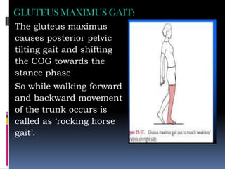 GLUTEUS MAXIMUS GAIT:
The gluteus maximus
causes posterior pelvic
tilting gait and shifting
the COG towards the
stance phase.
So while walking forward
and backward movement
of the trunk occurs is
called as „rocking horse
gait‟.
 