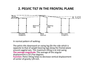 2. PELVIC TILT IN THE FRONTAL PLANE
In normal pattern of walking:
The pelvis tilts downward on swing leg (0n the side which is
opposite to that of weight bearing leg) along the frontal plane
around saggital axis. The maximum tilting is at mid-swing.
The average magnitude: The average of the angular
displacement is (5o) five degrees.
Function: Pelvic tilting helps to decrease vertical displacement
of center of gravity 1/8 inch.
 