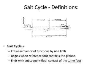 Gait Cycle - Definitions:
• Gait Cycle =
– Entire sequence of functions by one limb
– Begins when reference foot contacts the ground
– Ends with subsequent floor contact of the same foot
 