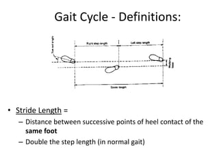 Gait Cycle - Definitions:
• Stride Length =
– Distance between successive points of heel contact of the
same foot
– Double the step length (in normal gait)
 