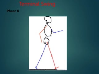 Terminal Swing
Phase 8
 