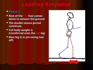 Loading Response
Loading Response
Phase 2
Phase 2
 Rest of the
Rest of the red
red foot comes
foot comes
down to contact the ground
down to contact the ground
 The double stance period
The double stance period
continues
continues
 Full body weight is
Full body weight is
transferred onto the
transferred onto the red
red leg.
leg.
 Blue leg is in pre swing (toe
Blue leg is in pre swing (toe
off)
off)
 