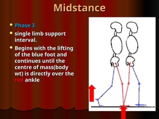 Midstance
Midstance
 Phase 3
Phase 3
 single limb support
single limb support
interval.
interval.
 Begins with the lifting
Begins with the lifting
of the blue foot and
of the blue foot and
continues until the
continues until the
centre of mass(body
centre of mass(body
wt) is directly over the
wt) is directly over the
red
red ankle
ankle
 
