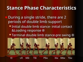 Stance Phase Characteristics
Stance Phase Characteristics
During a single stride, there are 2
During a single stride, there are 2
periods of double limb support
periods of double limb support
Initial double limb stance- initial contact
Initial double limb stance- initial contact
&Loading response ®
&Loading response ®
Terminal double limb stance-pre swing ®
Terminal double limb stance-pre swing ®
IC LR MSt TSt PSw ISw MSw TSw
 