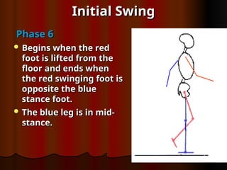 Initial Swing
Initial Swing
Phase 6
Phase 6
 Begins when the red
Begins when the red
foot is lifted from the
foot is lifted from the
floor and ends when
floor and ends when
the red swinging foot is
the red swinging foot is
opposite the blue
opposite the blue
stance foot.
stance foot.
 The blue leg is in mid-
The blue leg is in mid-
stance.
stance.
 