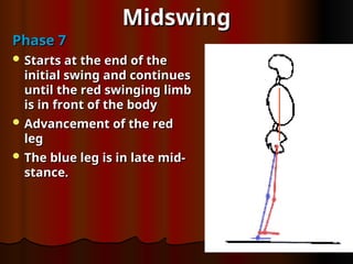 Midswing
Midswing
Phase 7
Phase 7
 Starts at the end of the
Starts at the end of the
initial swing and continues
initial swing and continues
until the red swinging limb
until the red swinging limb
is in front of the body
is in front of the body
 Advancement of the red
Advancement of the red
leg
leg
 The blue leg is in late mid-
The blue leg is in late mid-
stance.
stance.
 