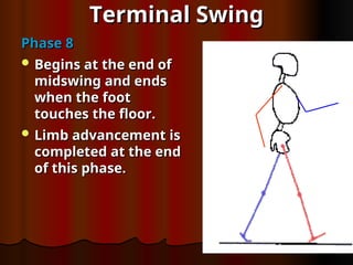Terminal Swing
Terminal Swing
Phase 8
Phase 8
 Begins at the end of
Begins at the end of
midswing and ends
midswing and ends
when the foot
when the foot
touches the floor.
touches the floor.
 Limb advancement is
Limb advancement is
completed at the end
completed at the end
of this phase.
of this phase.
 