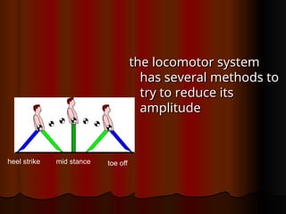 the locomotor system
the locomotor system
has several methods to
has several methods to
try to reduce its
try to reduce its
amplitude
amplitude
heel strike mid stance toe off
 