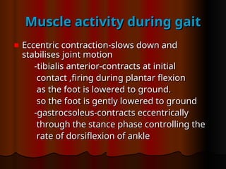 Muscle activity during gait
Muscle activity during gait
Eccentric contraction-slows down and
Eccentric contraction-slows down and
stabilises joint motion
stabilises joint motion
-tibialis anterior-contracts at initial
-tibialis anterior-contracts at initial
contact ,firing during plantar flexion
contact ,firing during plantar flexion
as the foot is lowered to ground.
as the foot is lowered to ground.
so the foot is gently lowered to ground
so the foot is gently lowered to ground
-gastrocsoleus-contracts eccentrically
-gastrocsoleus-contracts eccentrically
through the stance phase controlling the
through the stance phase controlling the
rate of dorsiflexion of ankle
rate of dorsiflexion of ankle
 