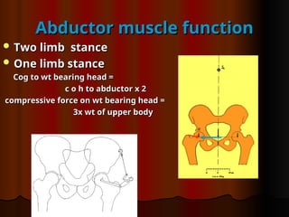 Abductor muscle function
Abductor muscle function
 Two limb stance
Two limb stance
 One limb stance
One limb stance
Cog to wt bearing head =
Cog to wt bearing head =
c o h to abductor x 2
c o h to abductor x 2
compressive force on wt bearing head =
compressive force on wt bearing head =
3x wt of upper body
3x wt of upper body
 