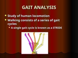 GAIT ANALYSIS
GAIT ANALYSIS
 Study of human locomotion
Study of human locomotion
 Walking consists of a series of gait
Walking consists of a series of gait
cycles
cycles
 A single gait cycle is known as a STRIDE
A single gait cycle is known as a STRIDE
 